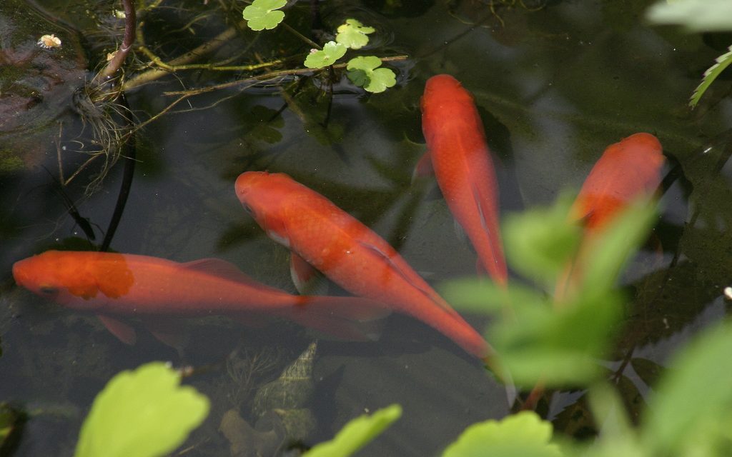 La traçabilité des poissons rouges