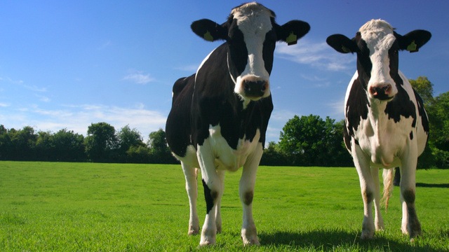 La fin des quotas laitiers ne doit pas être la fin d’une politique laitière européenne