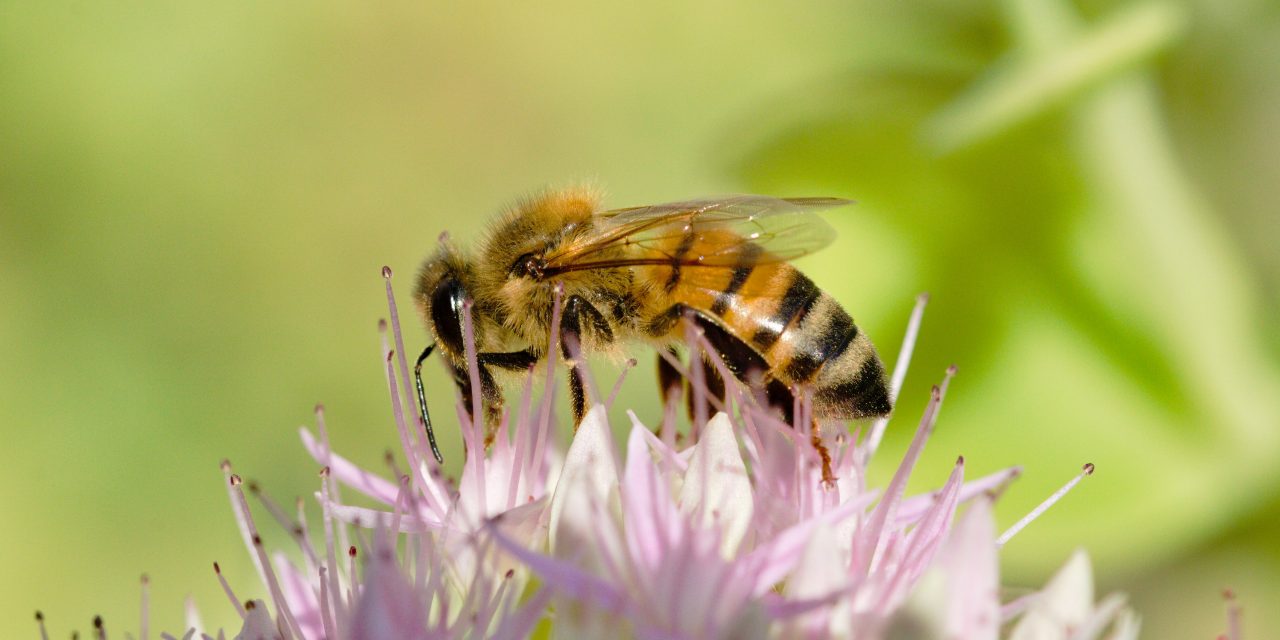La vie sur terre a besoin des abeilles et des pollinisateurs !