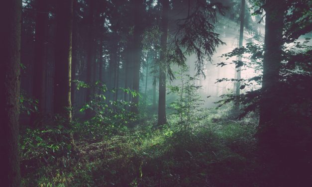 Le Parlement européen exige une législation contraignante pour mettre fin à la déforestation mondiale.